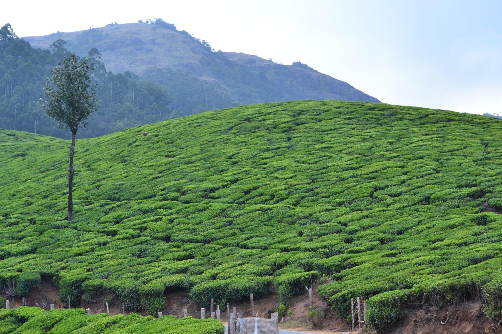 Arabian Nights Munnar Villa Dış mekan fotoğraf